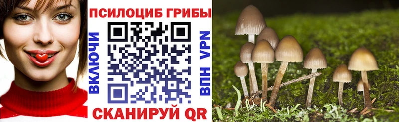 Купить  Сурск  Галлюциногенные грибы Psilocybine cubensis 